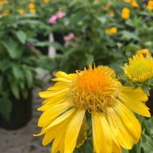 Meet your Posher, Lily